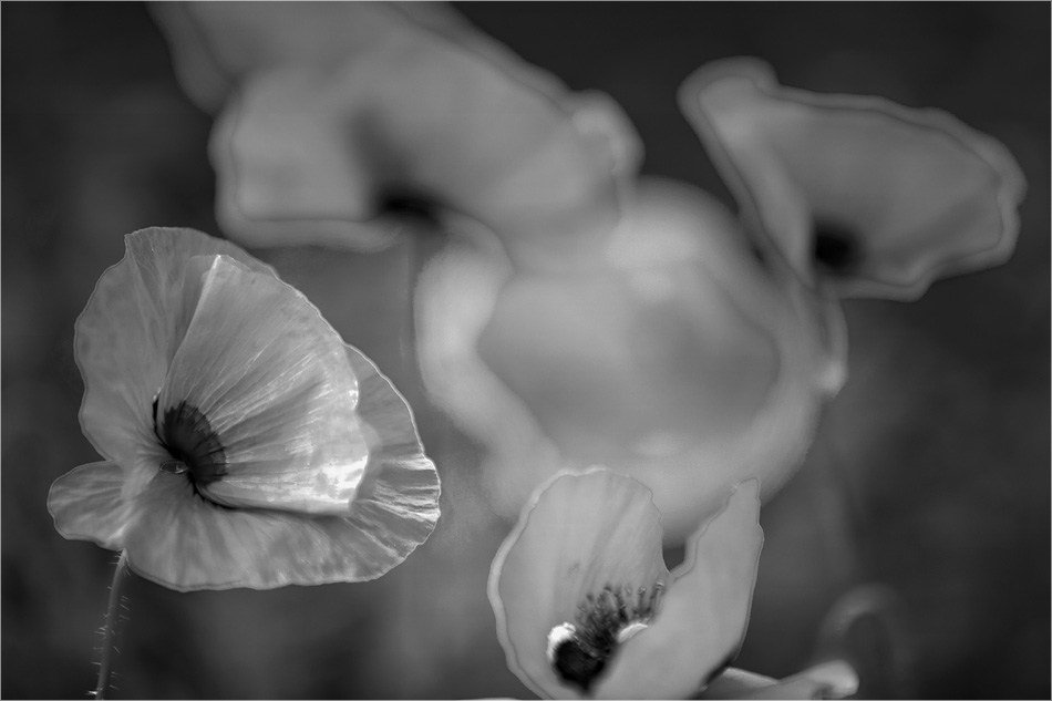 Mohn im Feld