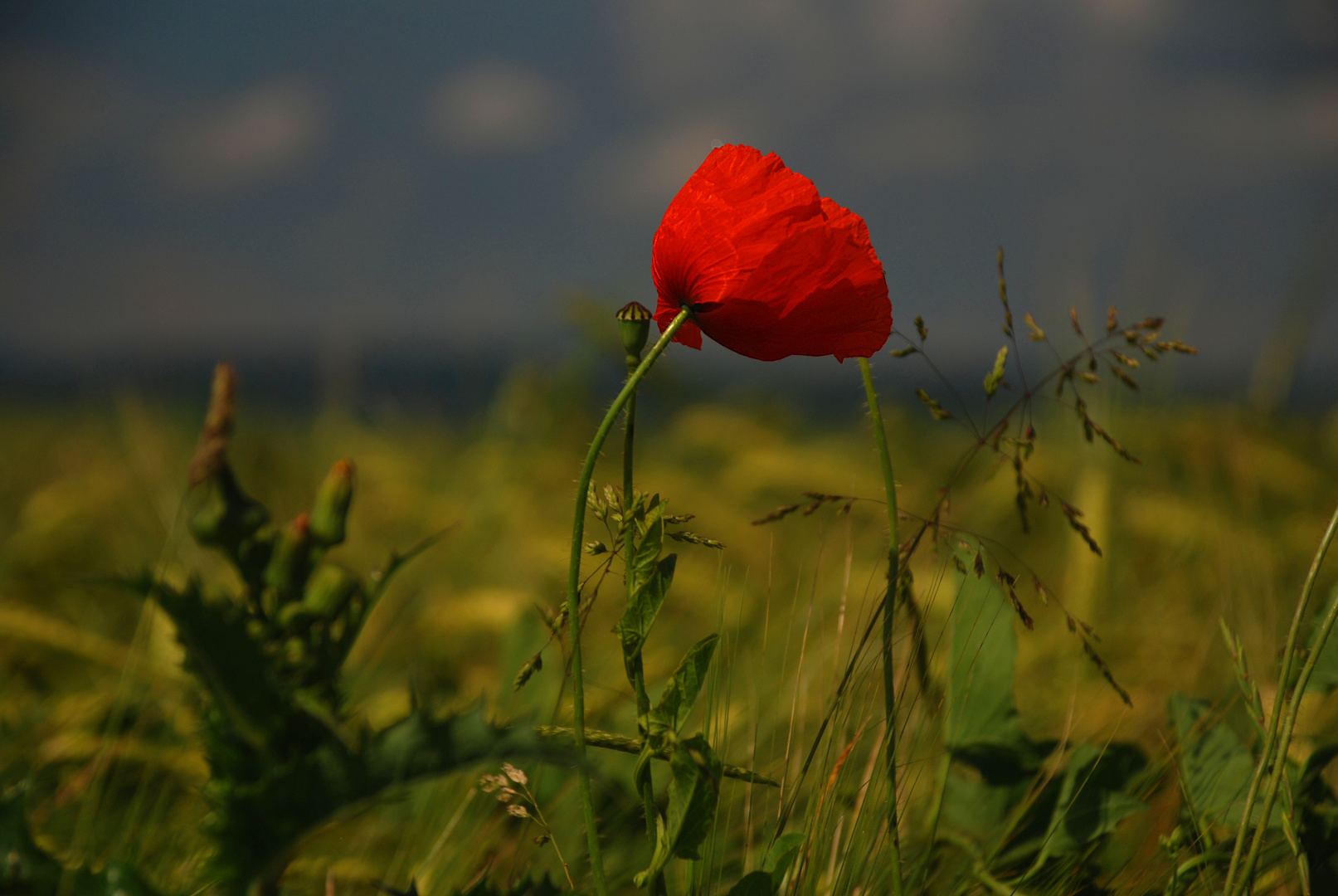 Mohn im Feld