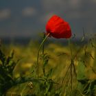 Mohn im Feld