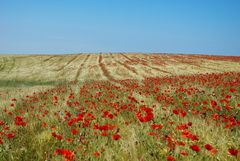 Mohn im Feld