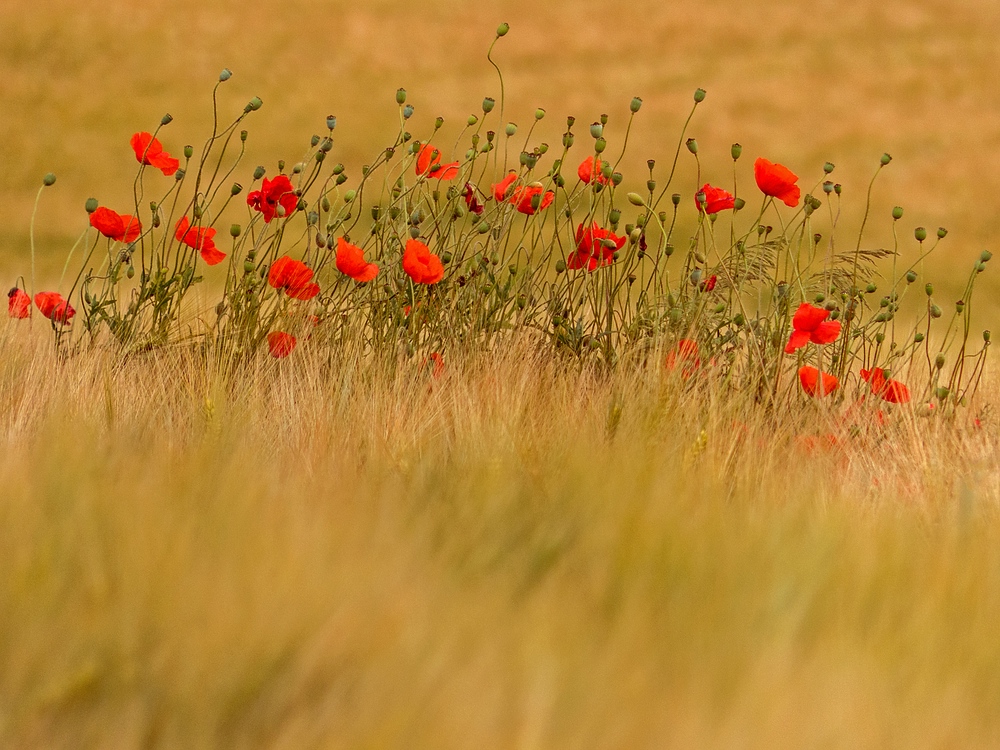 Mohn im Feld