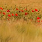 Mohn im Feld