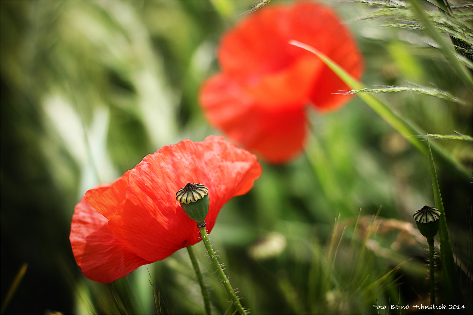 Mohn im Feld .....