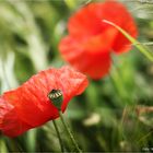 Mohn im Feld .....