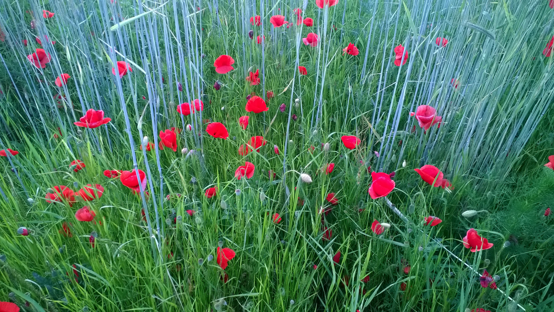 Mohn im Feld