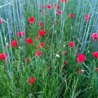 Mohn im Feld