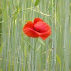 Mohn im Feld