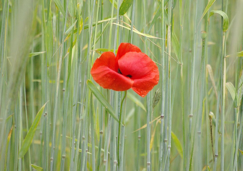 Mohn im Feld