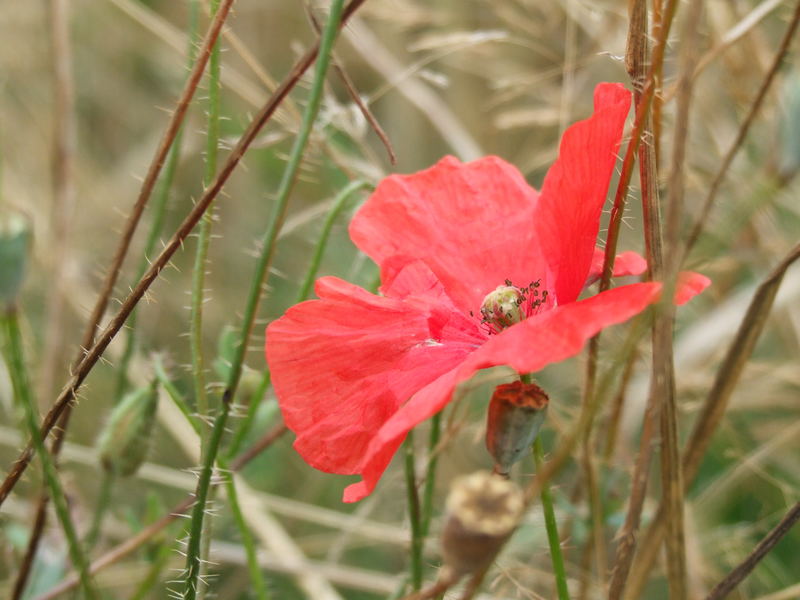 Mohn im Feld