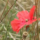 Mohn im Feld