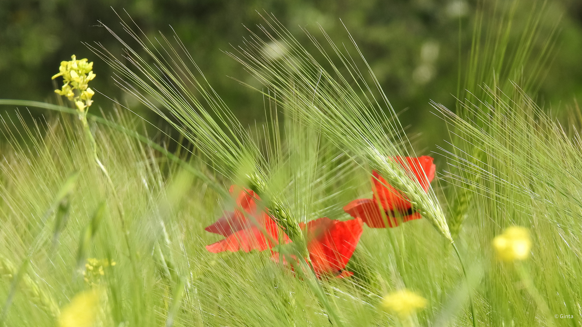 Mohn im Feld