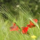 Mohn im Feld