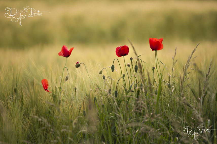 Mohn im Feld