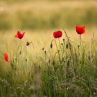 Mohn im Feld