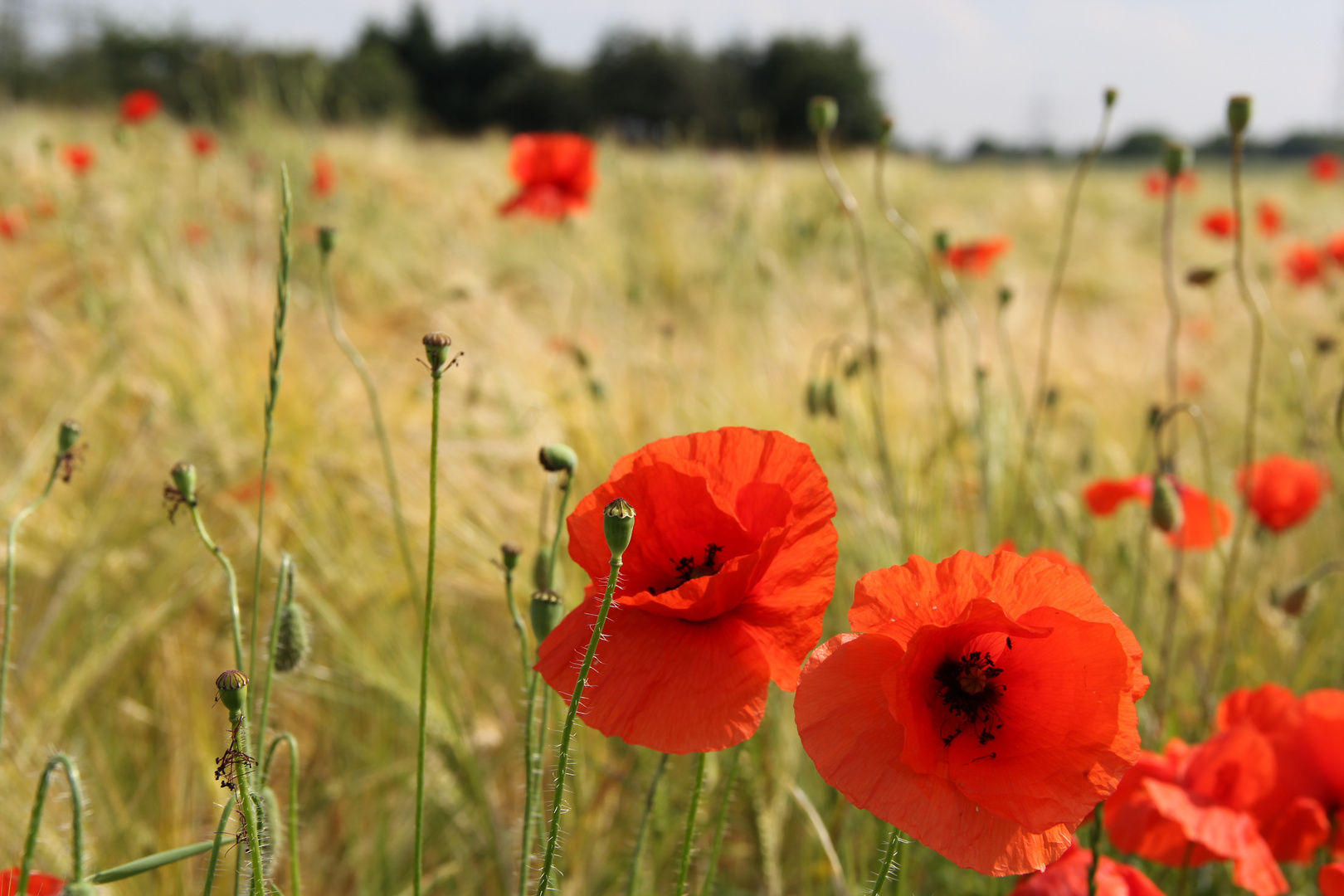 Mohn im Feld