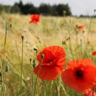 Mohn im Feld