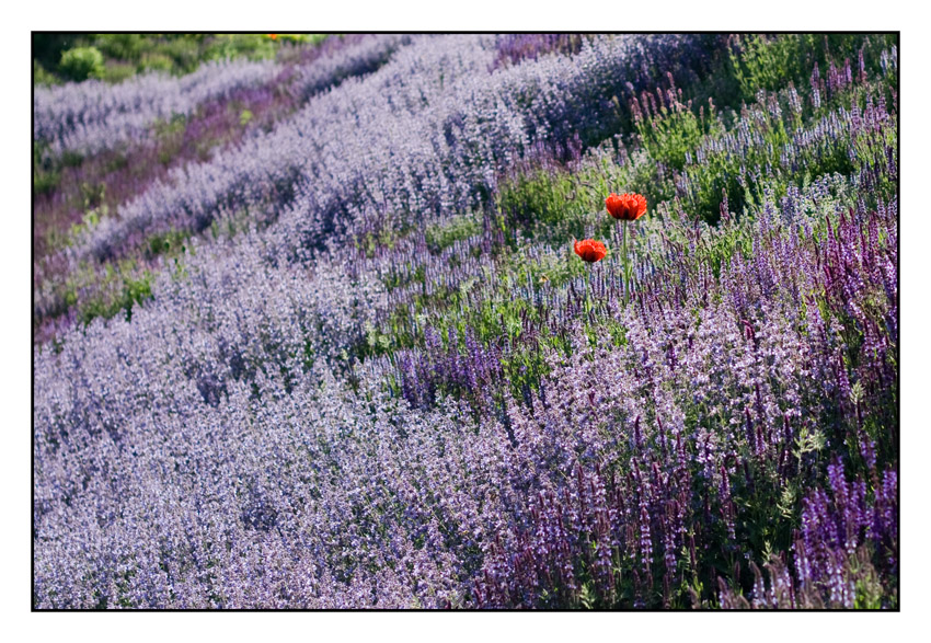 Mohn im "Feld"