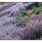 Mohn im "Feld"