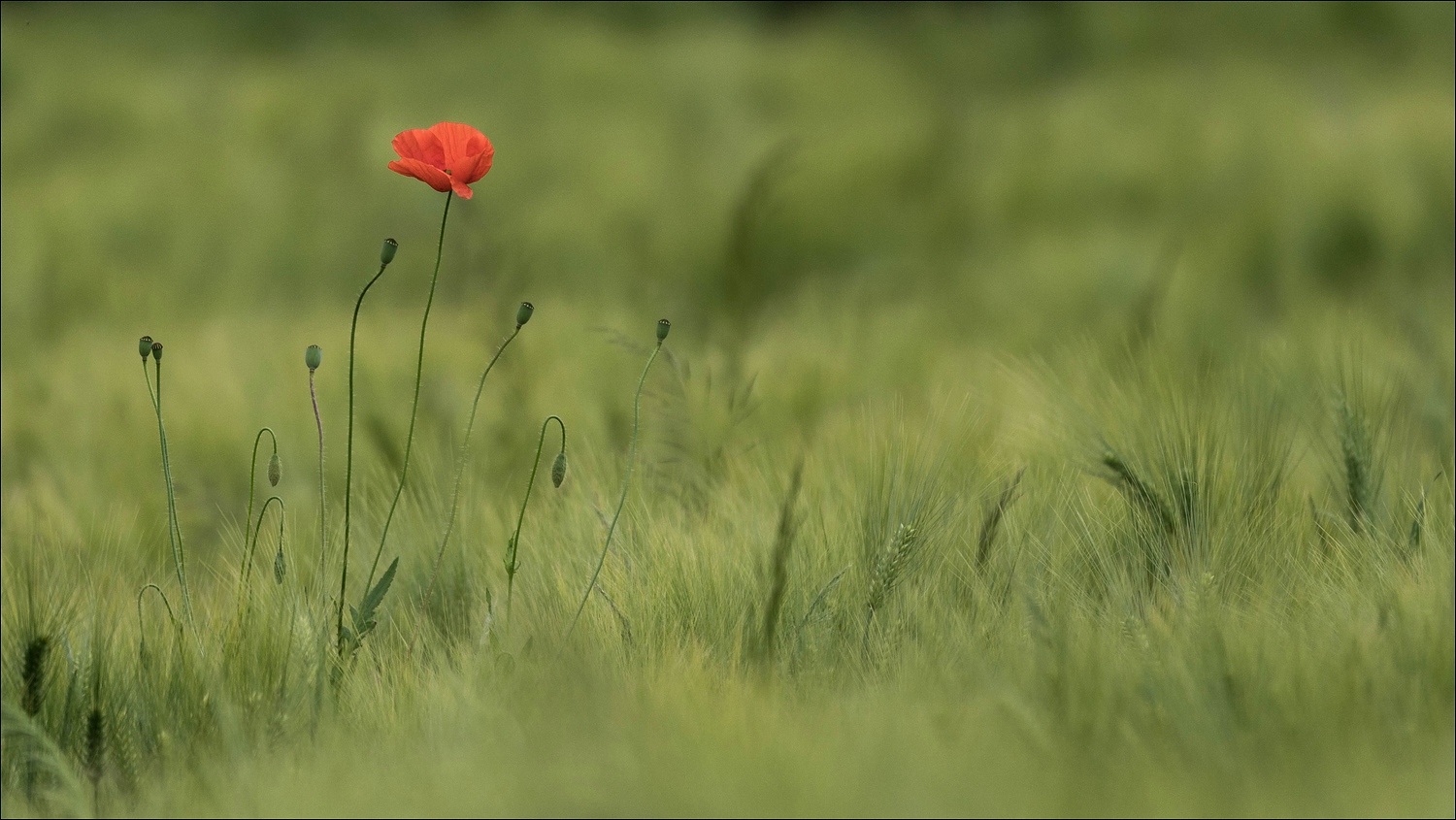 Mohn im Feld