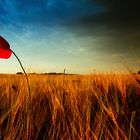 Mohn im Feld