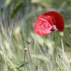 Mohn im Feld...