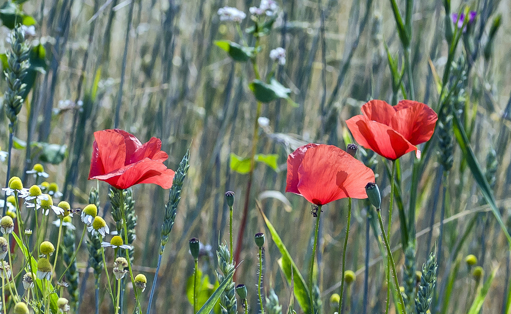 Mohn im Feld..