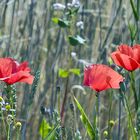 Mohn im Feld..