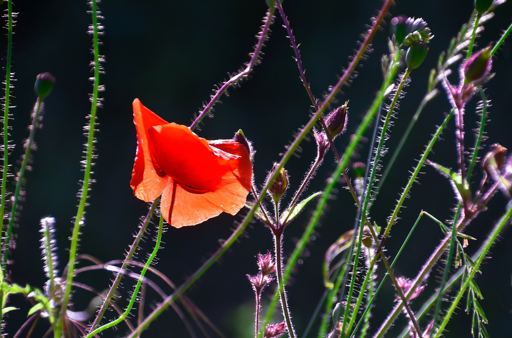 Mohn-im-Feld