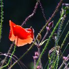 Mohn-im-Feld