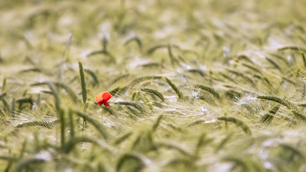 Mohn im Feld