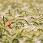 Mohn im Feld