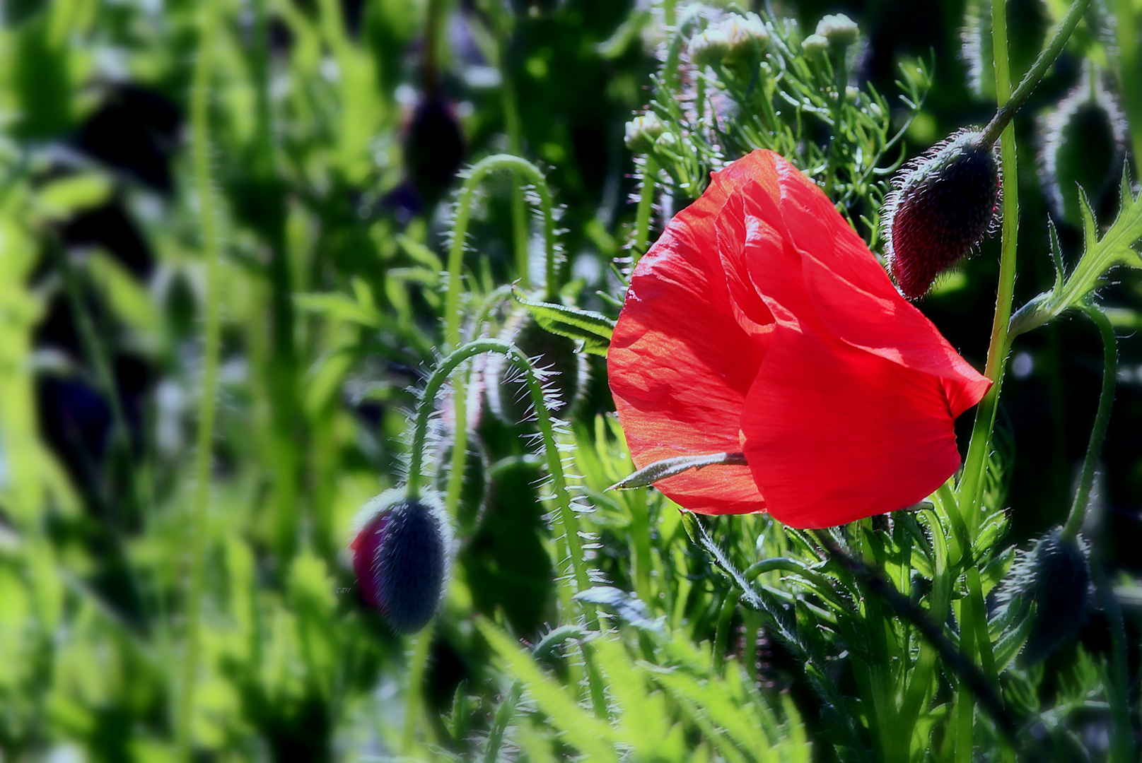 Mohn im Feld.....