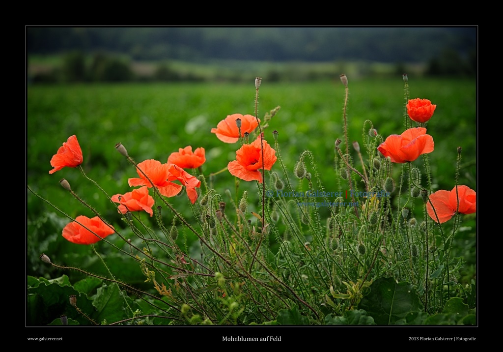 Mohn im Feld