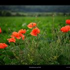 Mohn im Feld