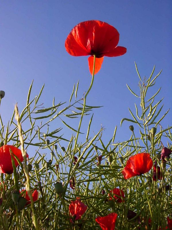 Mohn im Feld