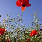 Mohn im Feld