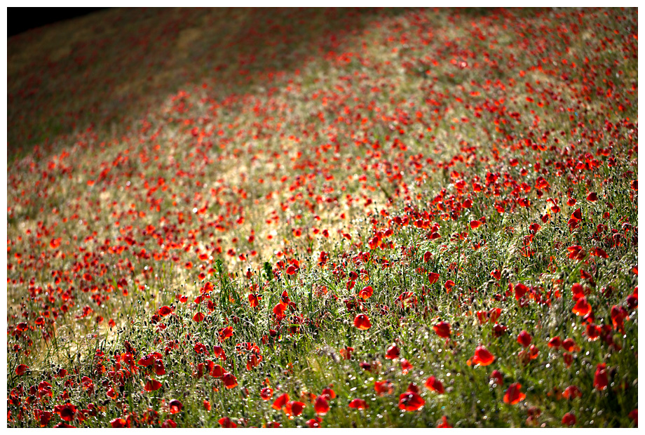 Mohn im Feld