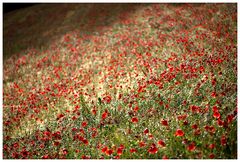 Mohn im Feld