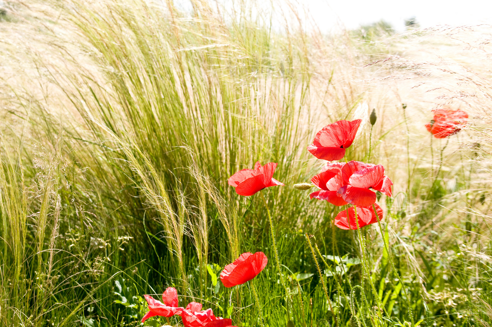 Mohn im Feld