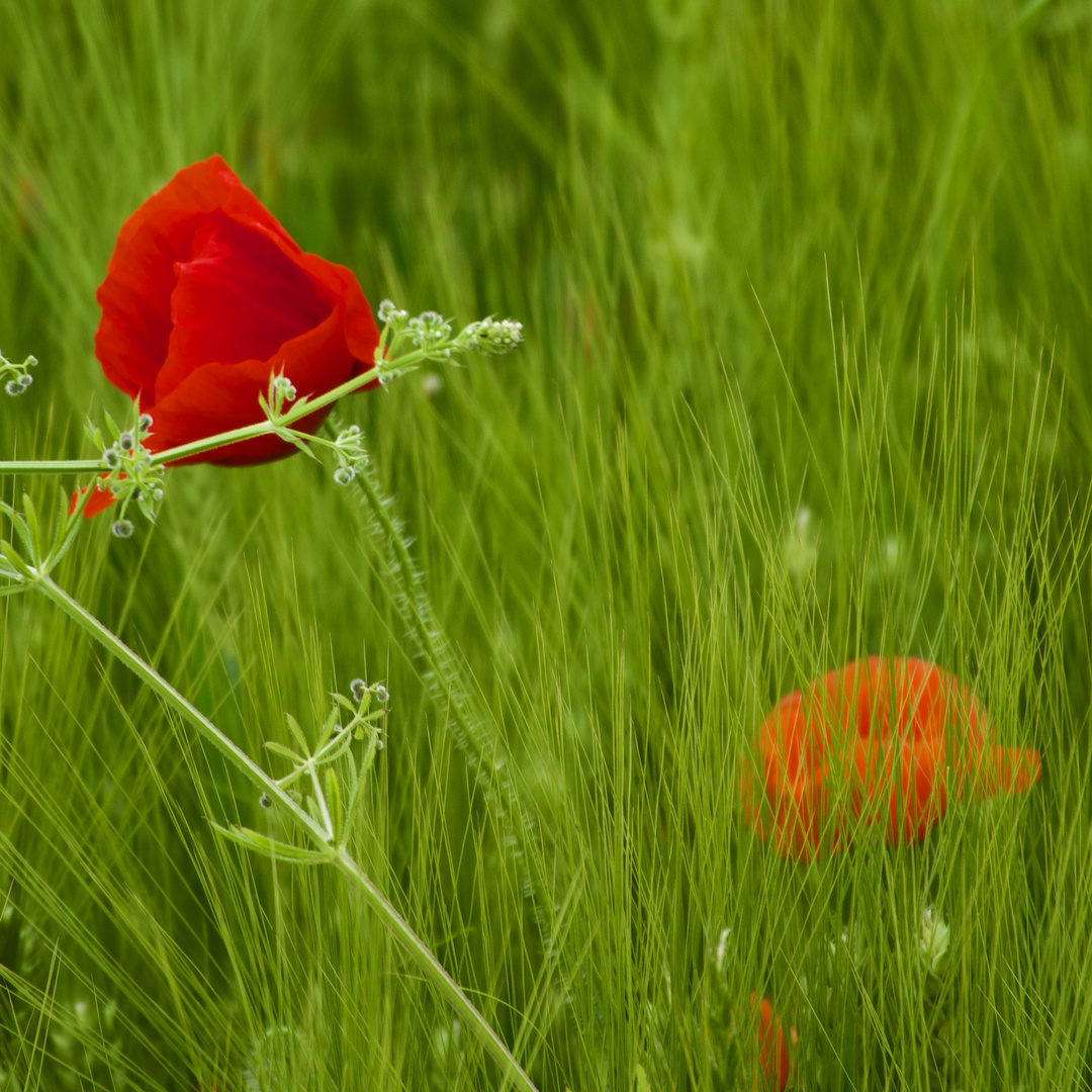 Mohn im Feld