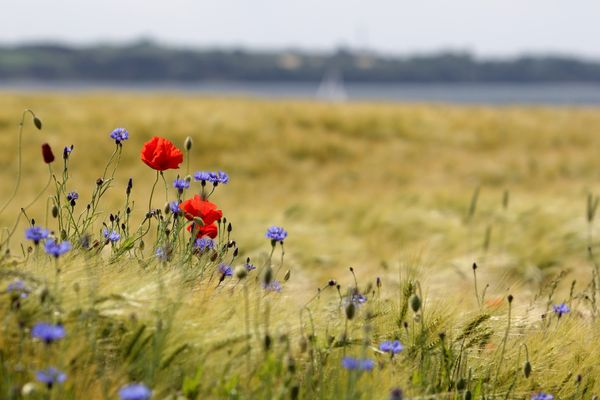 Mohn im Feld am Meer 