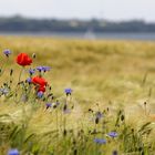 Mohn im Feld am Meer 