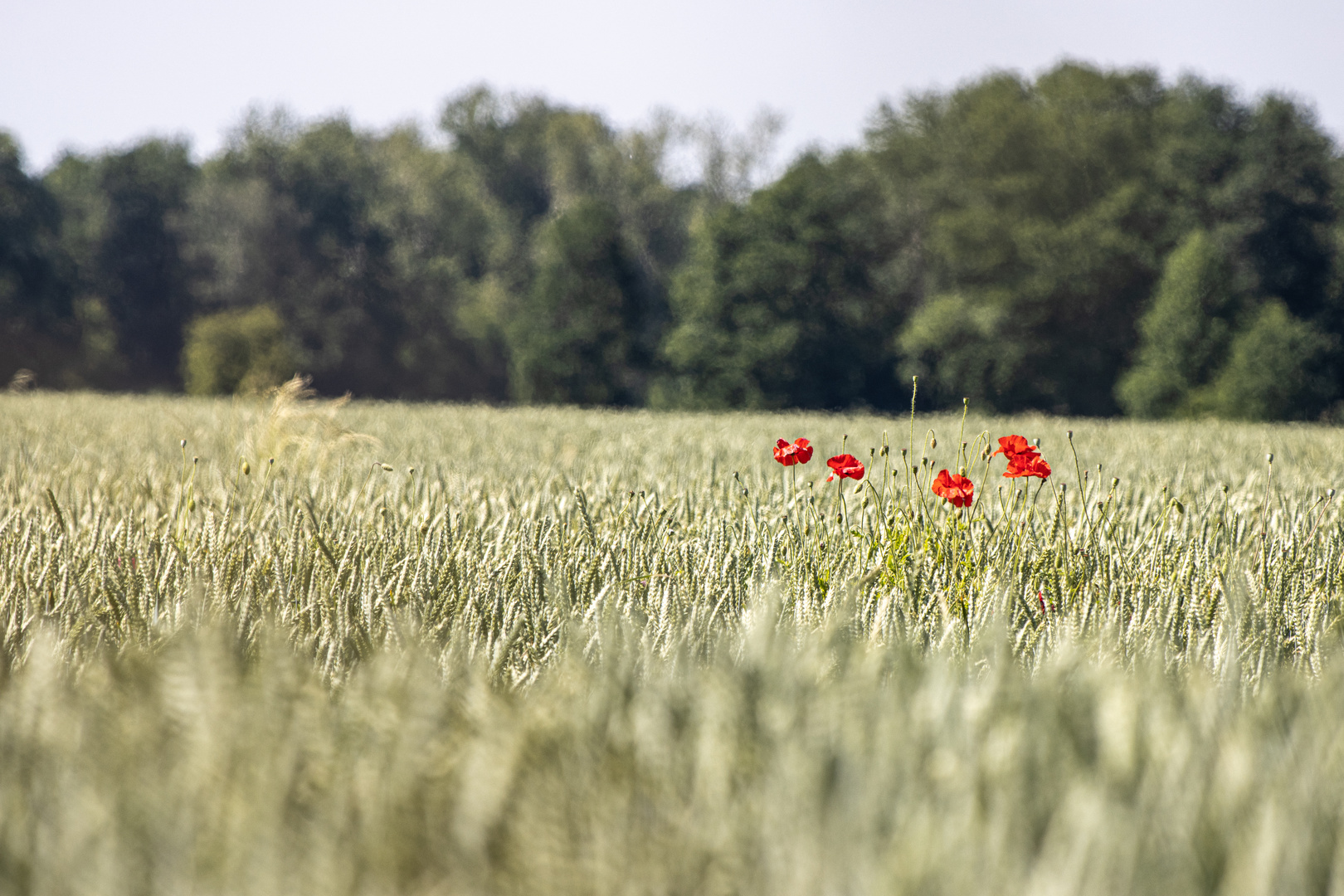 Mohn im Feld