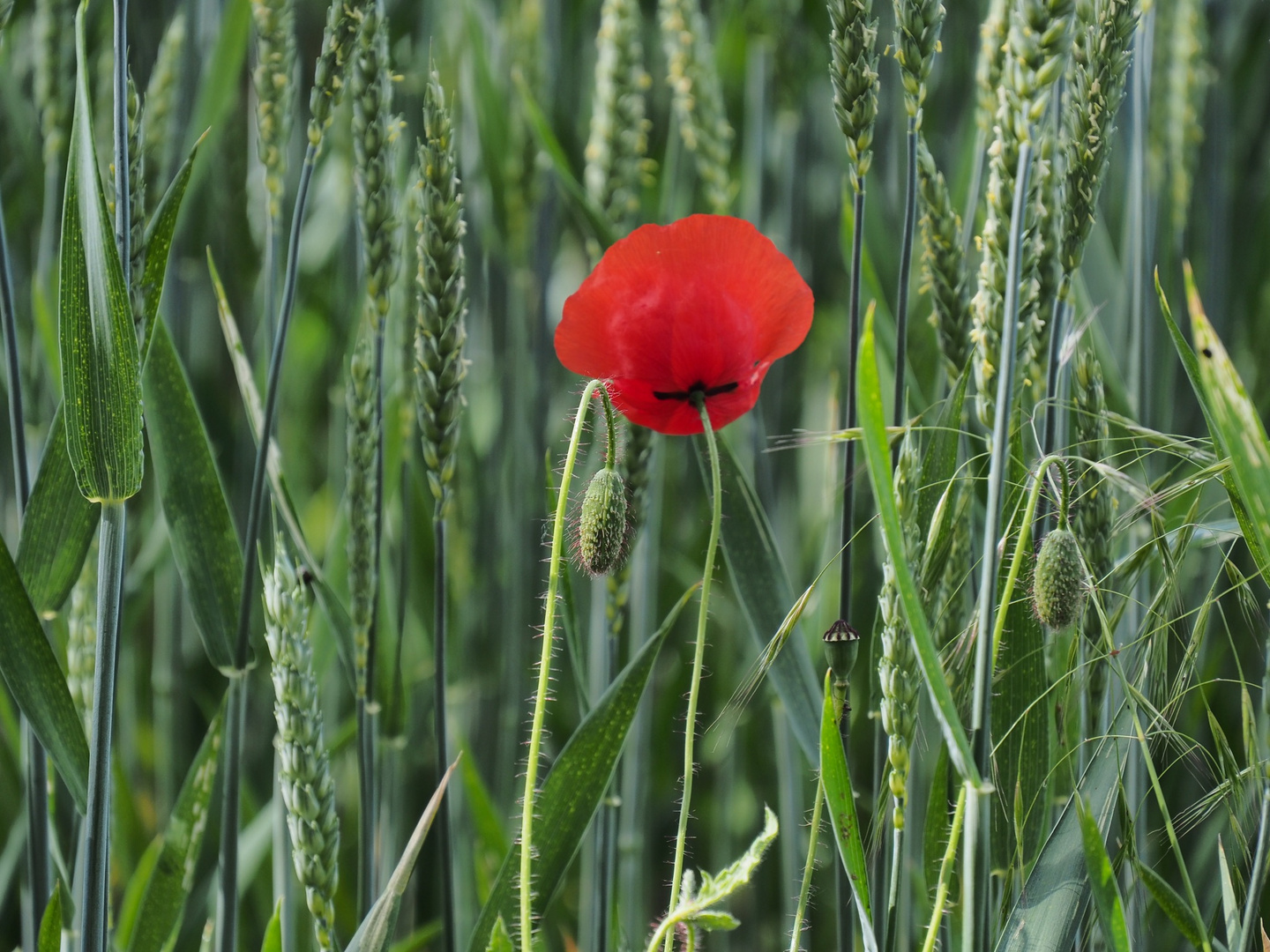 ~  Mohn im Feld  ~