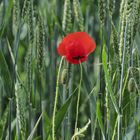 ~  Mohn im Feld  ~