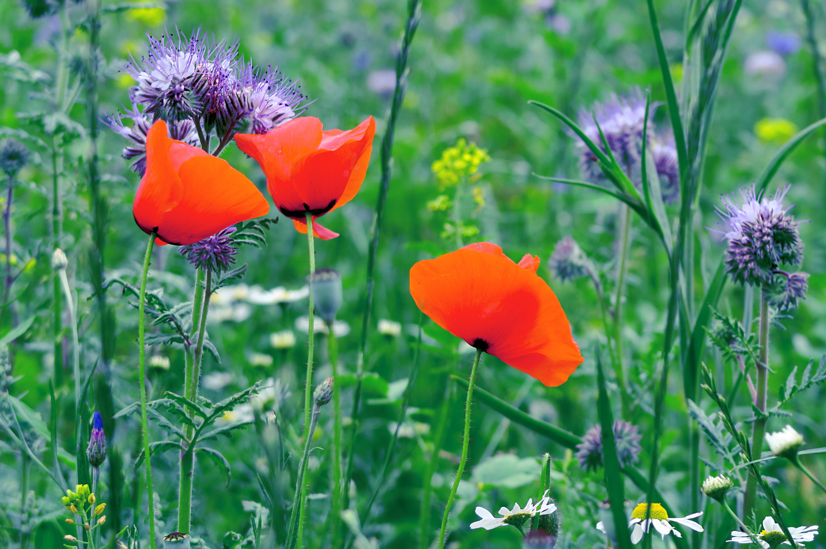 Mohn-im-Feld