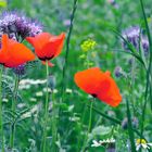 Mohn-im-Feld