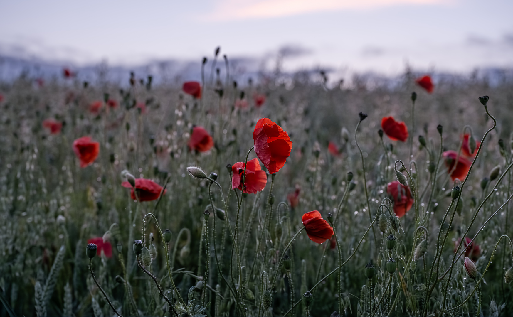 Mohn im Feld