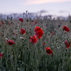 Mohn im Feld