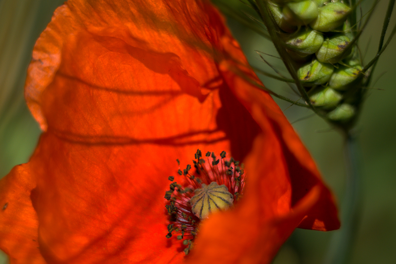 Mohn im Feld